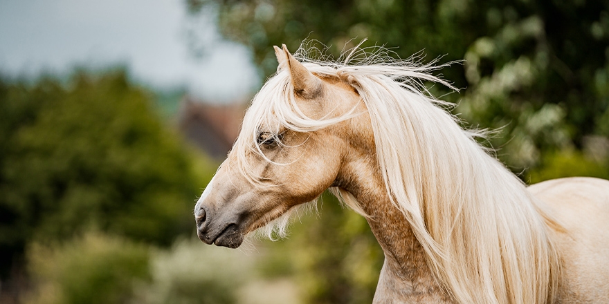 Koňské focení s mladým pony hřebcem